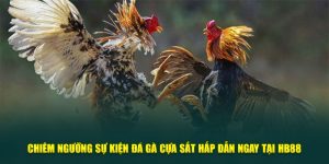 Chiêm Ngưỡng Sự Kiện Đá Gà Cựa Sắt Hấp Dẫn Ngay Tại HB88