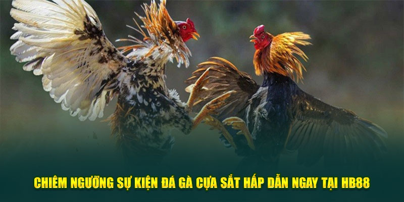 Chiêm Ngưỡng Sự Kiện Đá Gà Cựa Sắt Hấp Dẫn Ngay Tại HB88