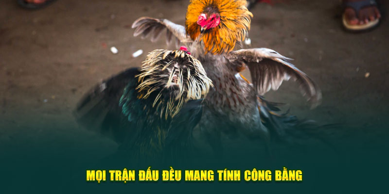Mọi trận đấu đều mang tính công bằng