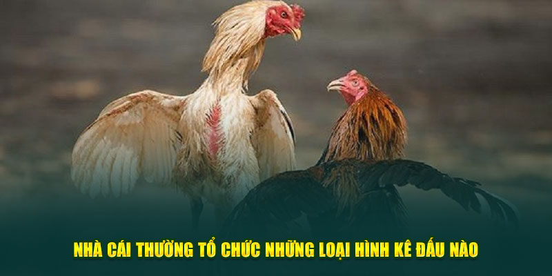 Nhà cái thường tổ chức những loại hình kê đấu nào?