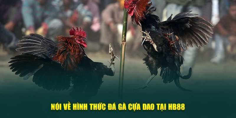 Nói về hình thức đá gà cựa dao tại HB88